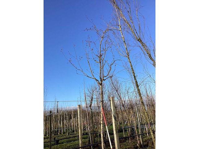 Sierappel - vormboom - afbeelding 2 van  2