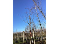 Sierappel - vormboom - afbeelding 2 van  2