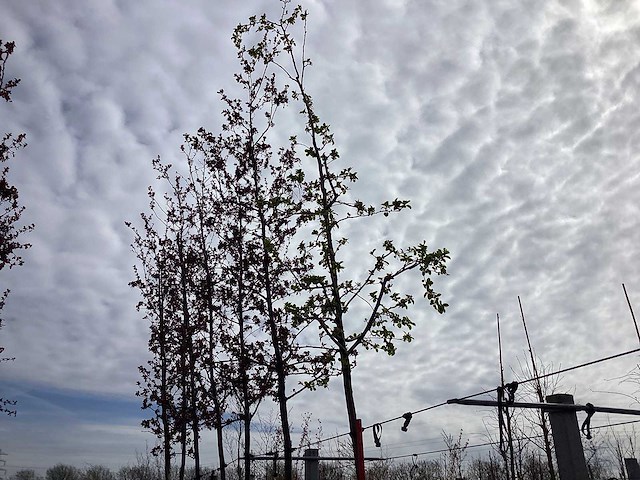 Sierappel - vormboom - afbeelding 1 van  2