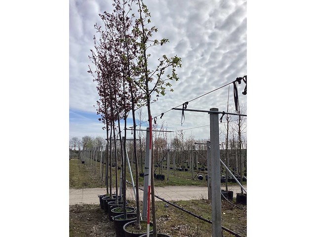 Sierappel - vormboom - afbeelding 2 van  2