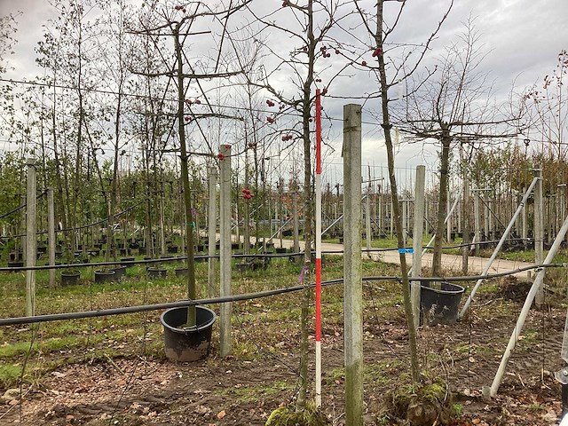 Sierappel - vrucht- / fruitboom (2x) - afbeelding 1 van  3