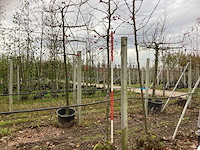 Sierappel - vrucht- / fruitboom (2x) - afbeelding 1 van  3