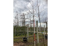 Sierappel - vrucht- / fruitboom (2x) - afbeelding 2 van  3