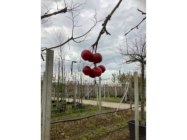 Sierappel - vrucht- / fruitboom (2x) - afbeelding 3 van  3