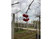 Sierappel - vrucht- / fruitboom (2x) - afbeelding 3 van  3