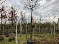 Sierappel - vrucht- / fruitboom (2x) - afbeelding 1 van  4