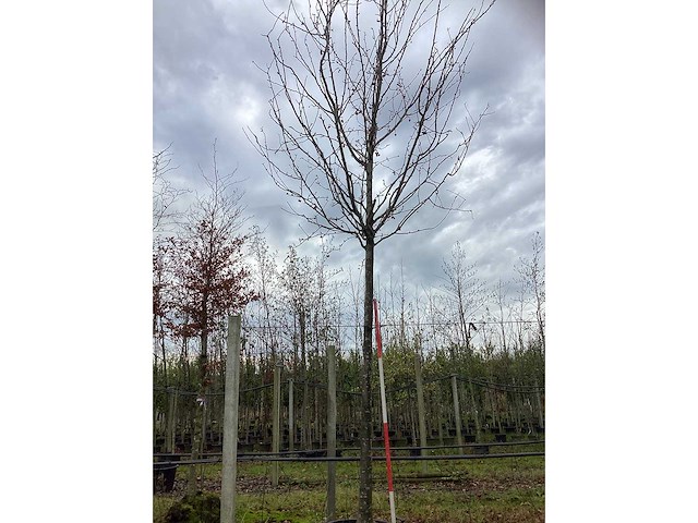 Sierappel - vrucht- / fruitboom (2x) - afbeelding 2 van  4