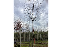 Sierappel - vrucht- / fruitboom (2x) - afbeelding 2 van  4