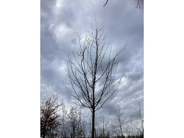 Sierappel - vrucht- / fruitboom (2x) - afbeelding 3 van  4