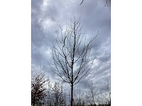 Sierappel - vrucht- / fruitboom (2x) - afbeelding 3 van  4