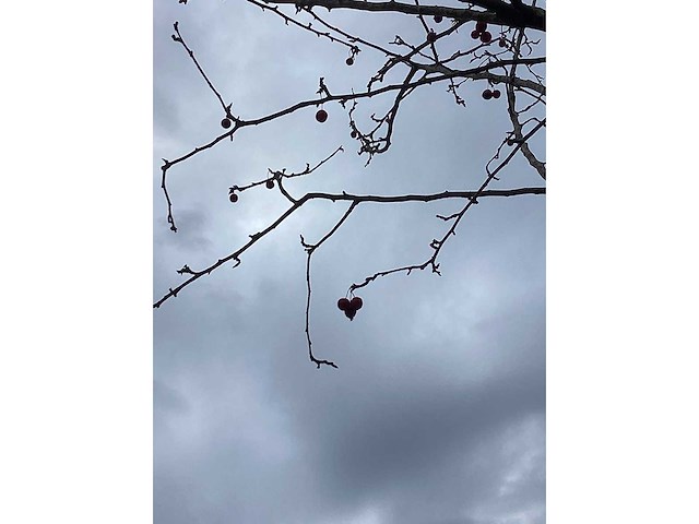 Sierappel - vrucht- / fruitboom (2x) - afbeelding 4 van  4