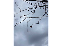 Sierappel - vrucht- / fruitboom (2x) - afbeelding 4 van  4