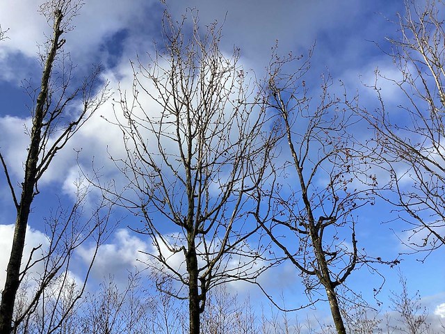 Sierappel - vrucht- / fruitboom (2x) - afbeelding 1 van  2