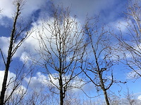 Sierappel - vrucht- / fruitboom (2x) - afbeelding 1 van  2