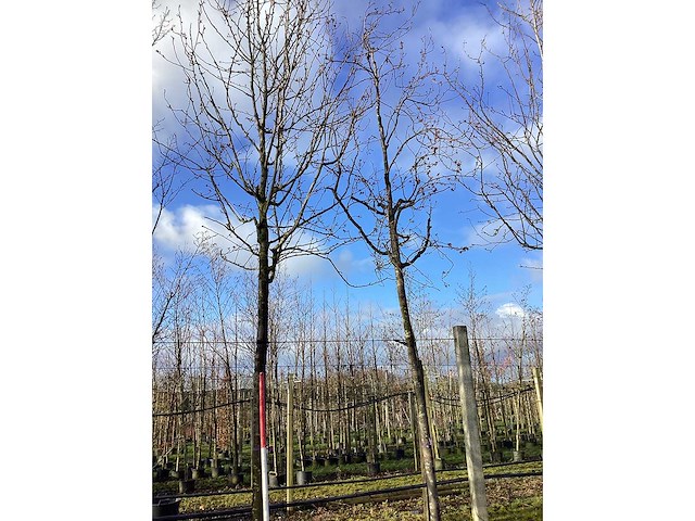 Sierappel - vrucht- / fruitboom (2x) - afbeelding 2 van  2