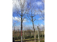 Sierappel - vrucht- / fruitboom (2x) - afbeelding 2 van  2