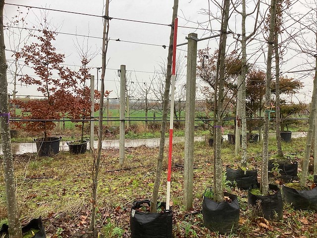 Sierappel - vrucht- / fruitboom - afbeelding 1 van  3