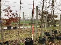 Sierappel - vrucht- / fruitboom - afbeelding 1 van  3