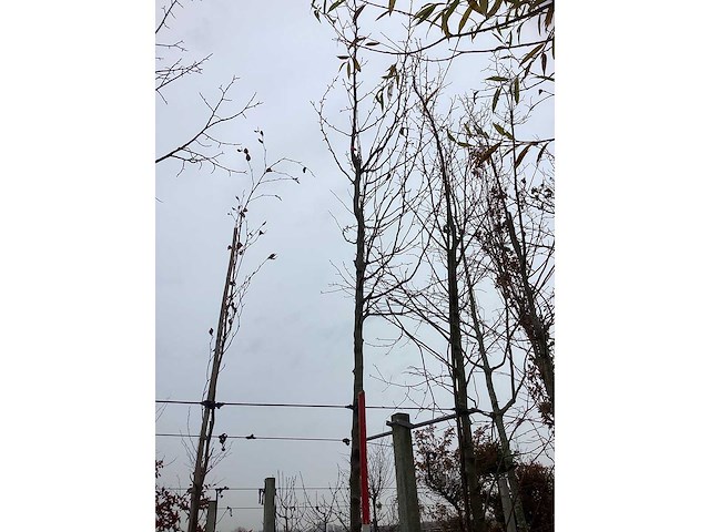 Sierappel - vrucht- / fruitboom - afbeelding 2 van  3