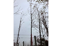 Sierappel - vrucht- / fruitboom - afbeelding 2 van  3