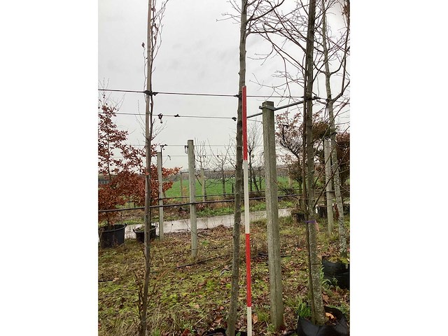 Sierappel - vrucht- / fruitboom - afbeelding 3 van  3