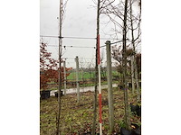 Sierappel - vrucht- / fruitboom - afbeelding 3 van  3