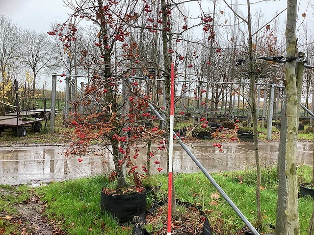 Sierappel - vrucht- / fruitboom - afbeelding 1 van  3