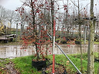Sierappel - vrucht- / fruitboom - afbeelding 1 van  3