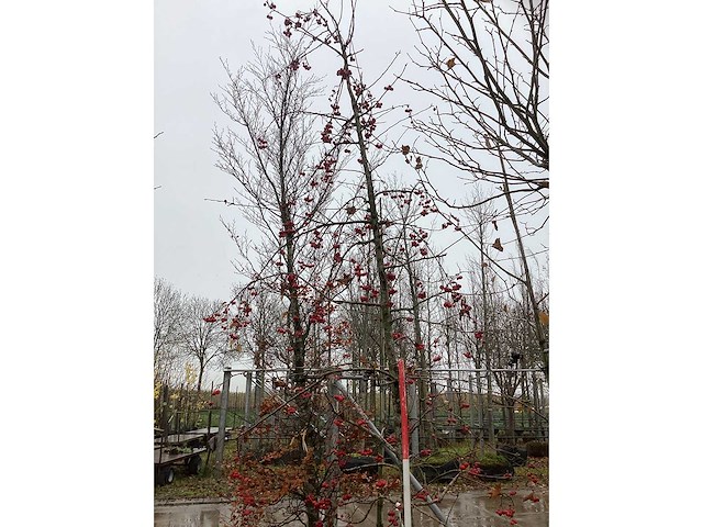 Sierappel - vrucht- / fruitboom - afbeelding 2 van  3