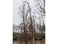 Sierappel - vrucht- / fruitboom - afbeelding 2 van  3
