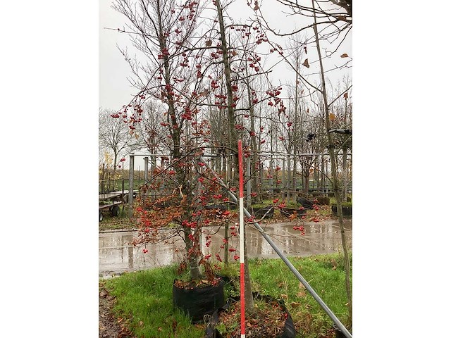 Sierappel - vrucht- / fruitboom - afbeelding 3 van  3