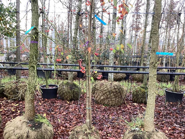 Sierappel - vrucht- / fruitboom - afbeelding 1 van  3