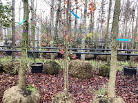 Sierappel - vrucht- / fruitboom - afbeelding 1 van  3