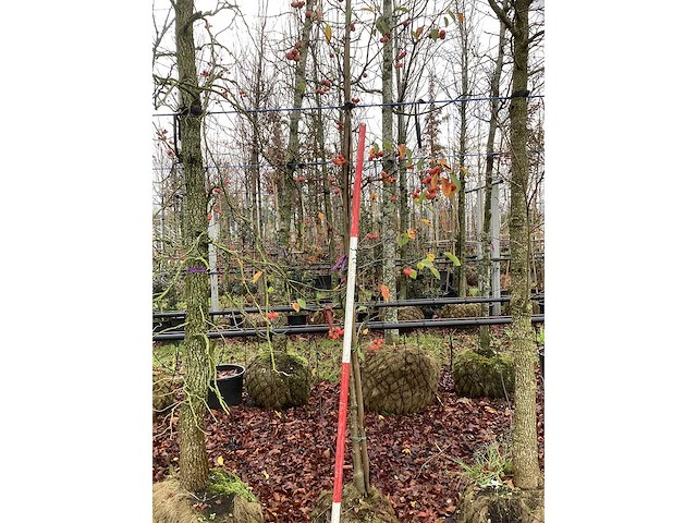 Sierappel - vrucht- / fruitboom - afbeelding 2 van  3