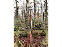 Sierappel - vrucht- / fruitboom - afbeelding 2 van  3