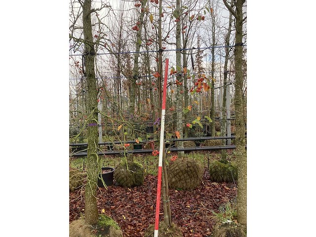 Sierappel - vrucht- / fruitboom - afbeelding 3 van  3