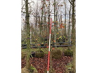 Sierappel - vrucht- / fruitboom - afbeelding 3 van  3