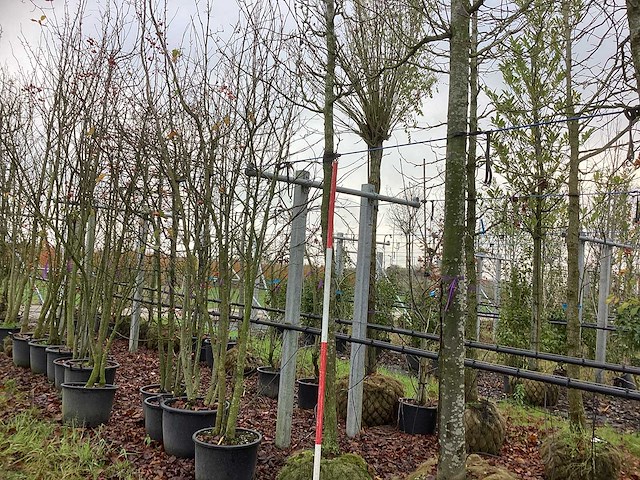 Sierappel - vrucht- / fruitboom - afbeelding 1 van  3