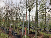 Sierappel - vrucht- / fruitboom - afbeelding 1 van  3