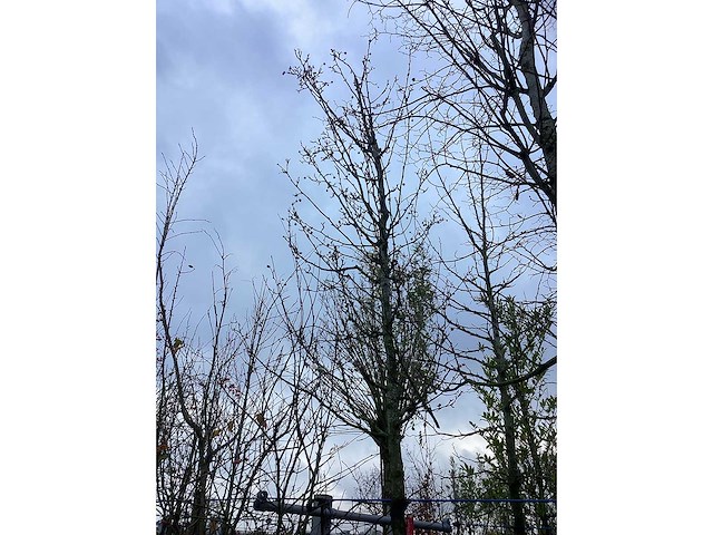 Sierappel - vrucht- / fruitboom - afbeelding 2 van  3