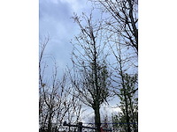 Sierappel - vrucht- / fruitboom - afbeelding 2 van  3