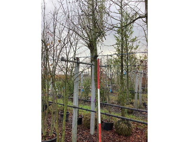 Sierappel - vrucht- / fruitboom - afbeelding 3 van  3