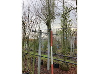 Sierappel - vrucht- / fruitboom - afbeelding 3 van  3