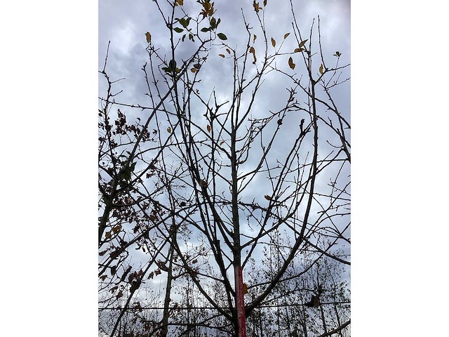 Sierappel - vrucht- / fruitboom - afbeelding 3 van  3
