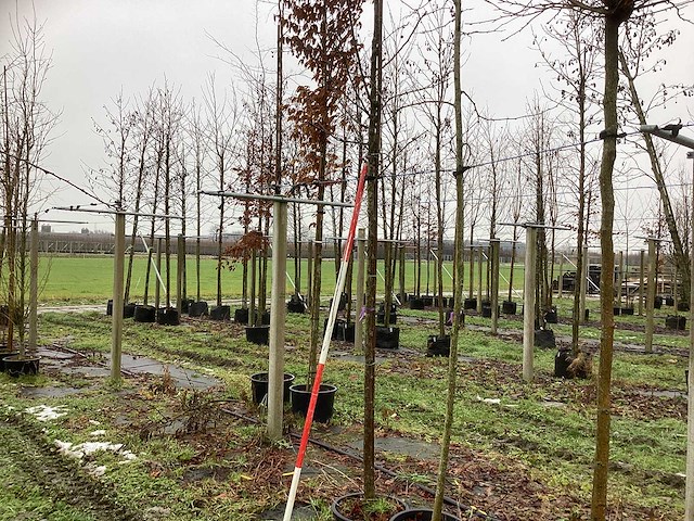 Sierappel - vrucht- / fruitboom - afbeelding 1 van  3