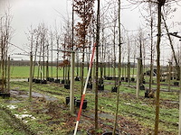 Sierappel - vrucht- / fruitboom - afbeelding 1 van  3