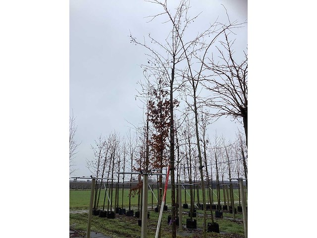 Sierappel - vrucht- / fruitboom - afbeelding 2 van  3