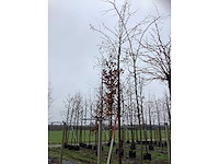 Sierappel - vrucht- / fruitboom - afbeelding 2 van  3