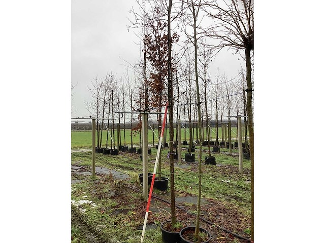 Sierappel - vrucht- / fruitboom - afbeelding 3 van  3