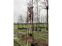 Sierappel - vrucht- / fruitboom - afbeelding 3 van  3